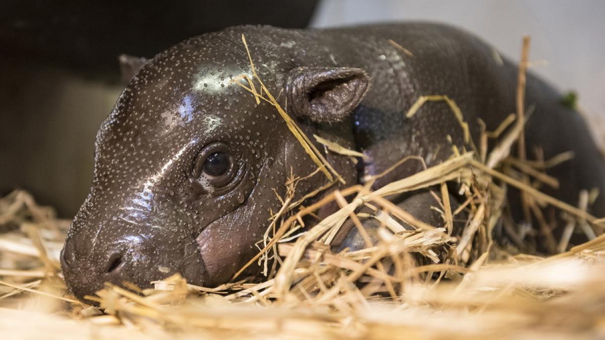 Un pui de hipopotam din Thailanda, devenit vedetă pe internet, atrage un număr mare de vizitatori la zoo