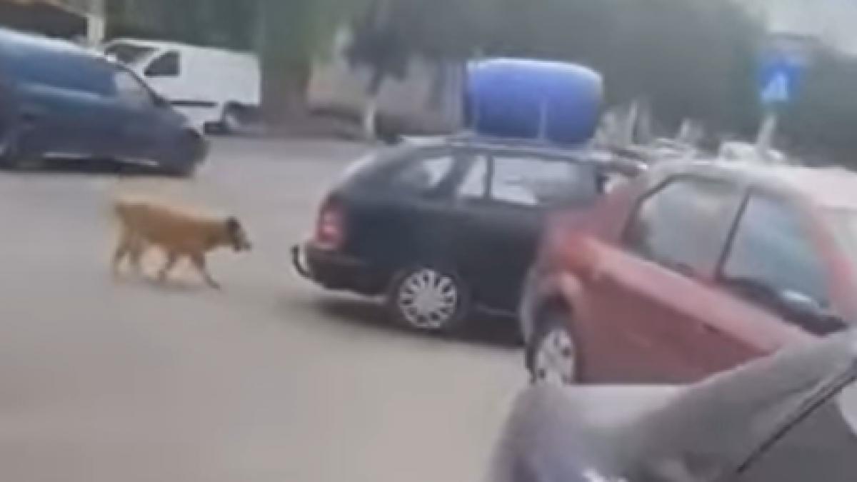 câine tras de o mașină în Năvodari – „Există o corelație între violența asupra animalelor și cea împotriva oamenilor”