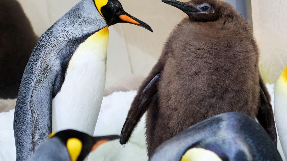 pui pinguin imperial star retele socializare