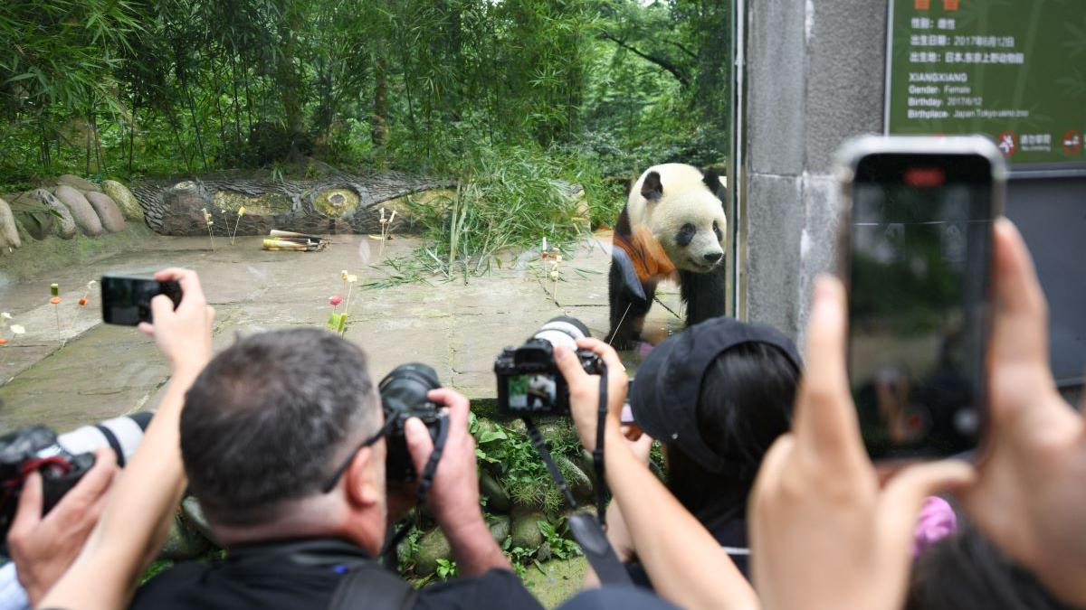 Lacrimi la Tokyo: Mii de japonezi și-au luat rămas bun de la cei mai iubiți urși panda