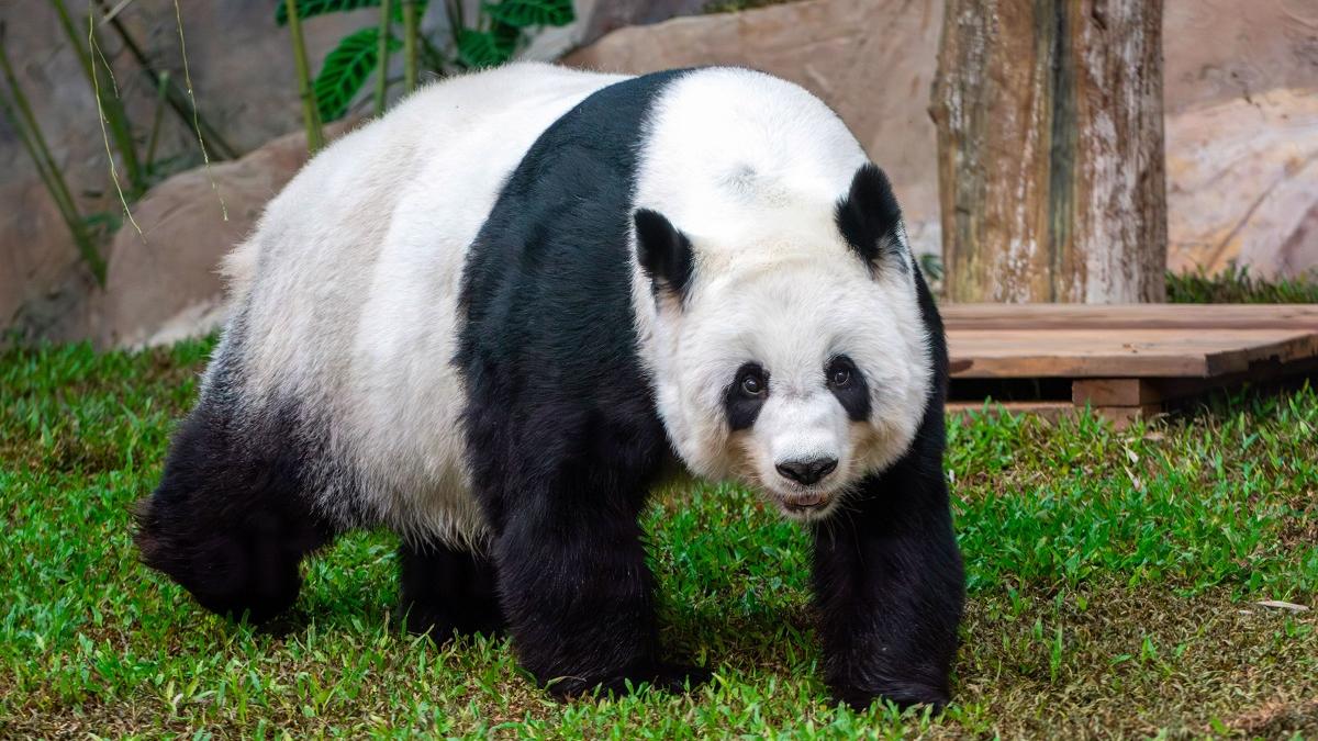 Cuplu de urși panda din China, un puternic simbol diplomatic, se îndreaptă spre SUA