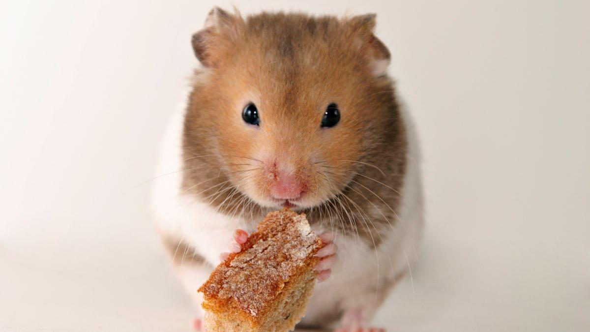 Hamsterul, companionul ideal? Află dacă se potrivește stilului tău de viață