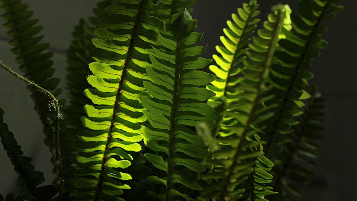 The right plant for your home in winter. Absorbs moisture in the house