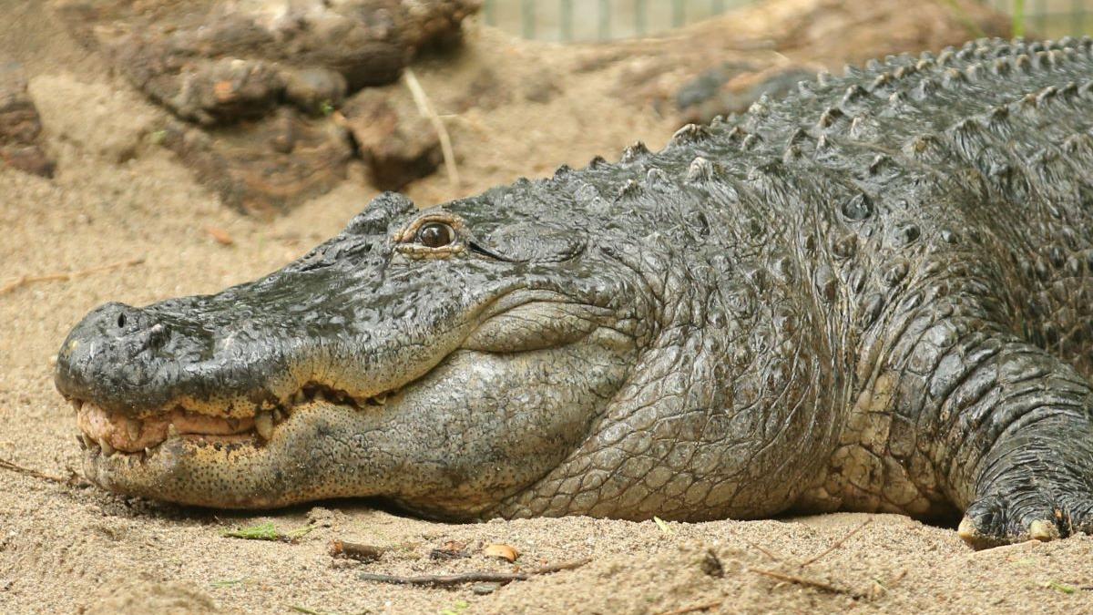 The world’s largest crocodile in captivity died in Australia