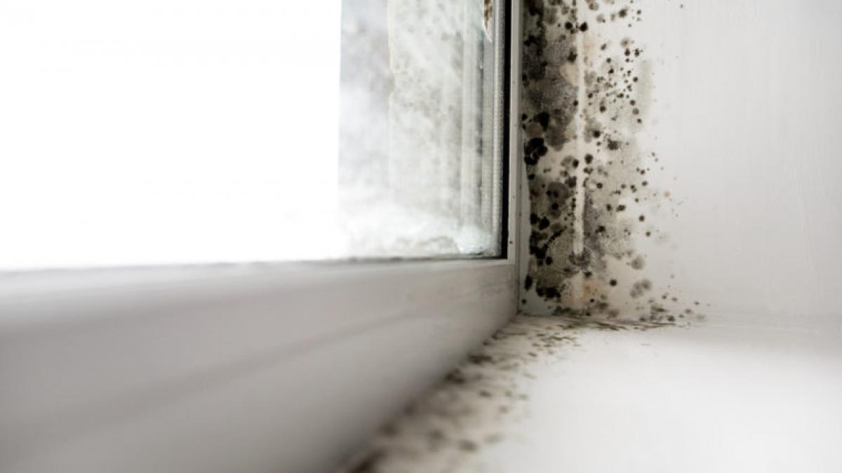 What do you do if your wall is wet? Solutions to Prevent Mold