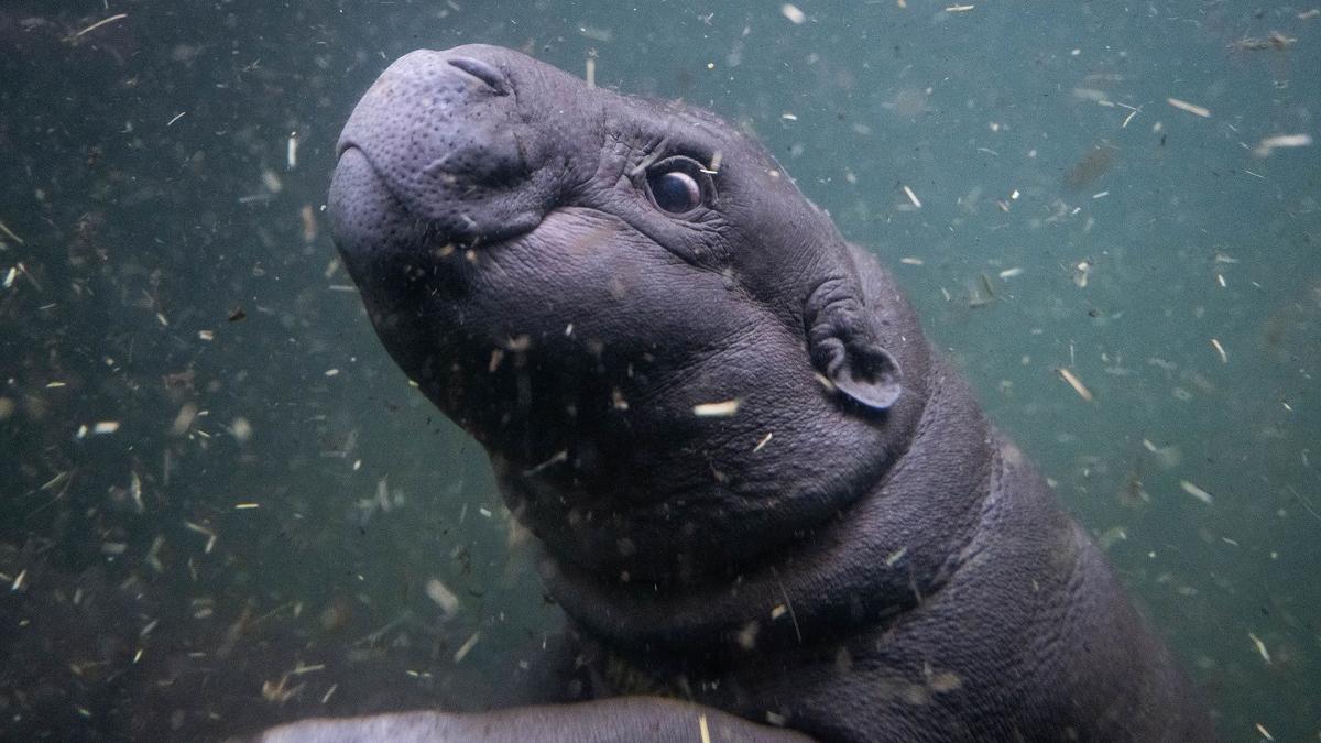 Thai baby hippo Moo Deng “predicts” Trump’s victory in the US election