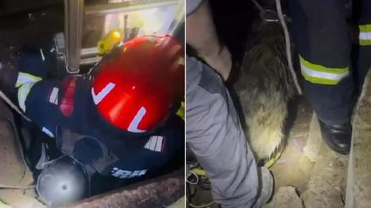 A dog that fell into a disused well was rescued by firefighters Giurgiu