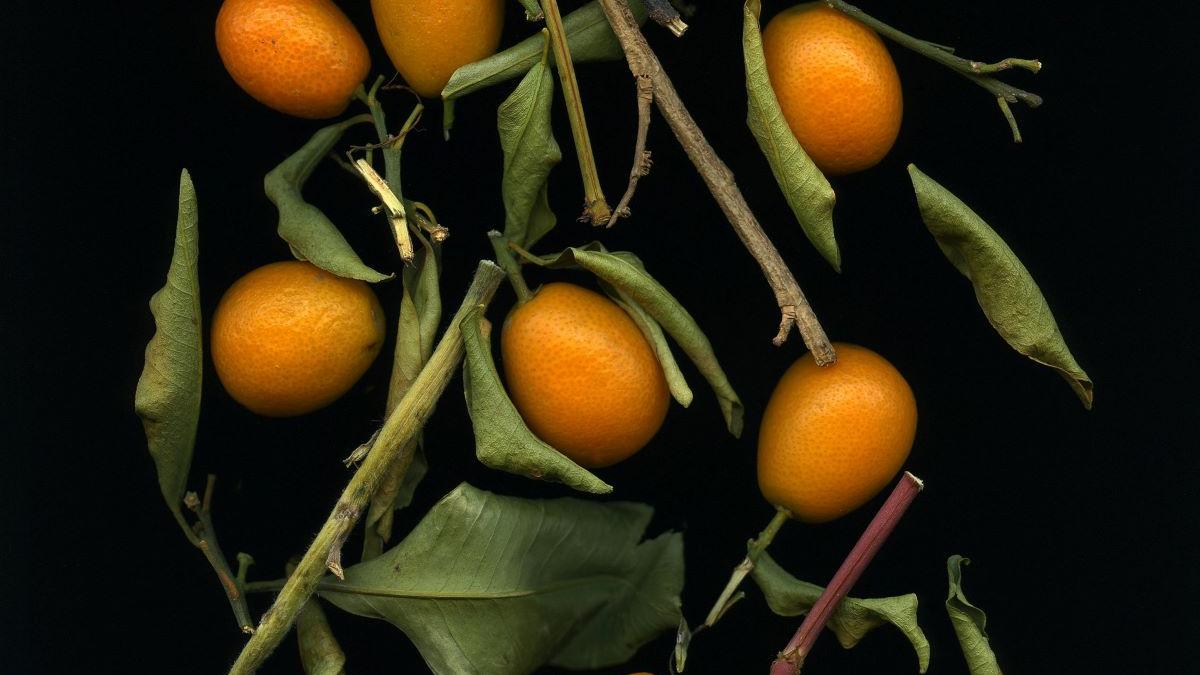 Kumquat: Cum se consuma acest fruct exotic și de ce este considerat un super-aliment?