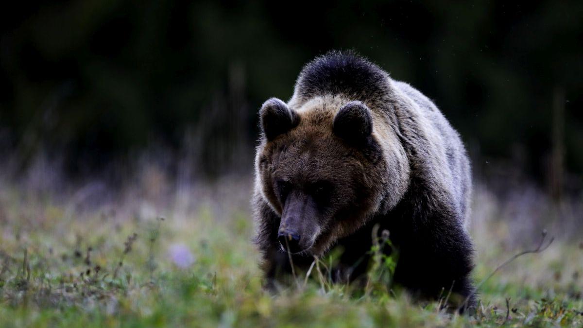 Alertă de urs în Valea Avrigului, Sibiu. Localnicii, avertizați să fie atenți
