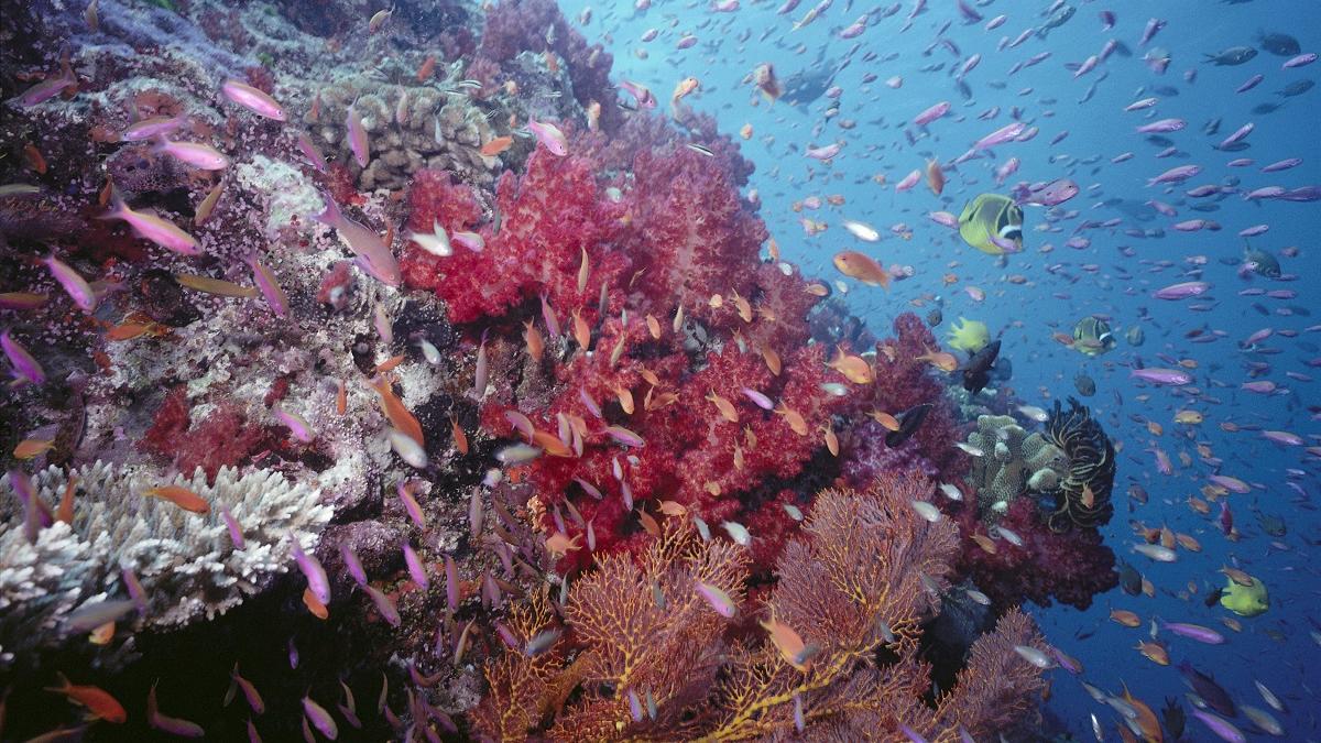 Cel mai mare coral din lume, găsit lângă Insulele Solomon