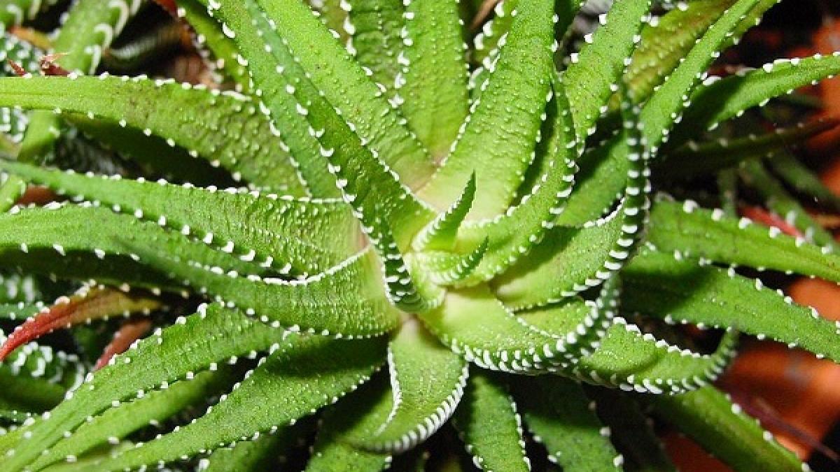Sfaturi în gospodărie. Cum să îngrijești Aloe Vera pentru a te bucura de proprietățile sale curative