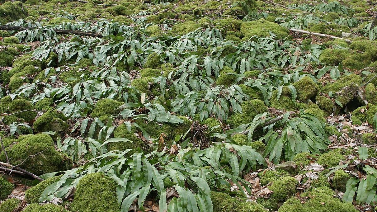 Planta Limba Cerbului: O bijuterie verde cu beneficii medicinale uimitoare, care alungă energiile negative