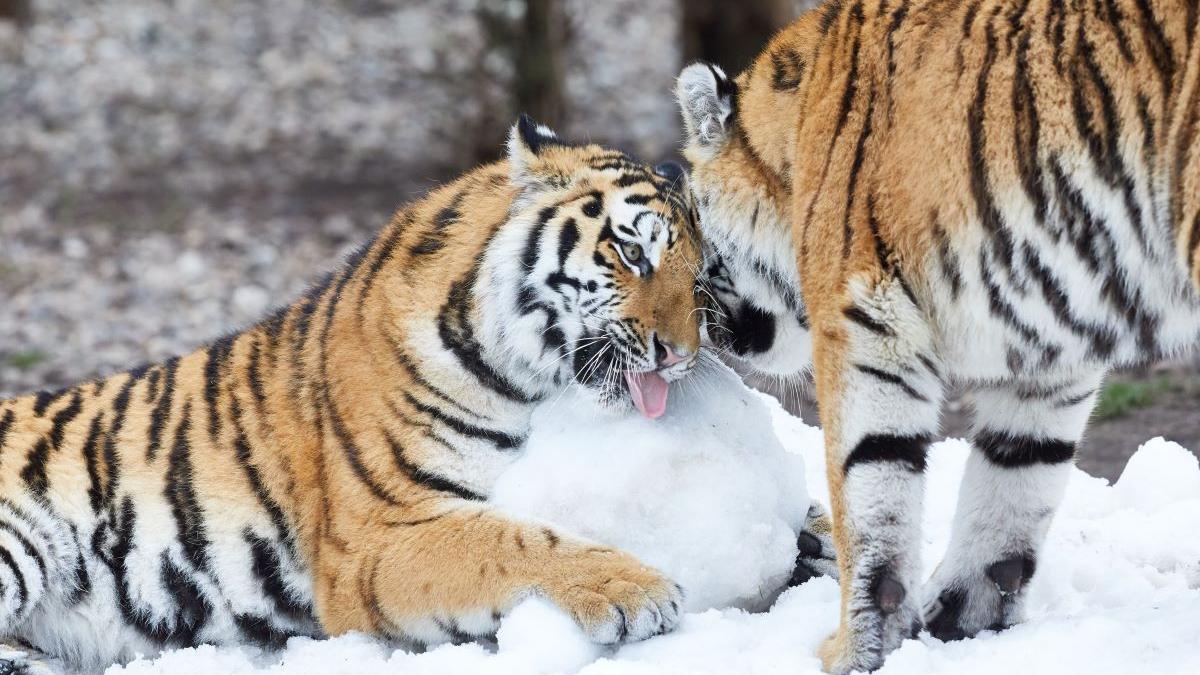 Povestea de dragoste incredibilă a doi tigri orfani: Boris a străbătut 200 de kilometri prin Siberia ca să o găsească pe Svetlaya