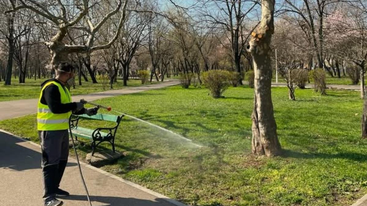 Capitala a cheltuit 30 milioane de lei pentru tratamente împotriva șobolanilor și țânțarilor