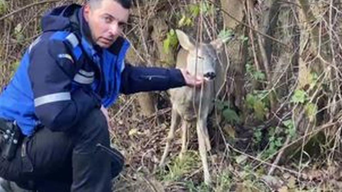 caprioara pompieri bambi iaz suceava
