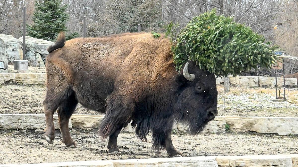 Percheziții în Bihor: Funcționari DGASPC, suspectați că și-au însușit ilegal aproape 8 tone de carne de bizon