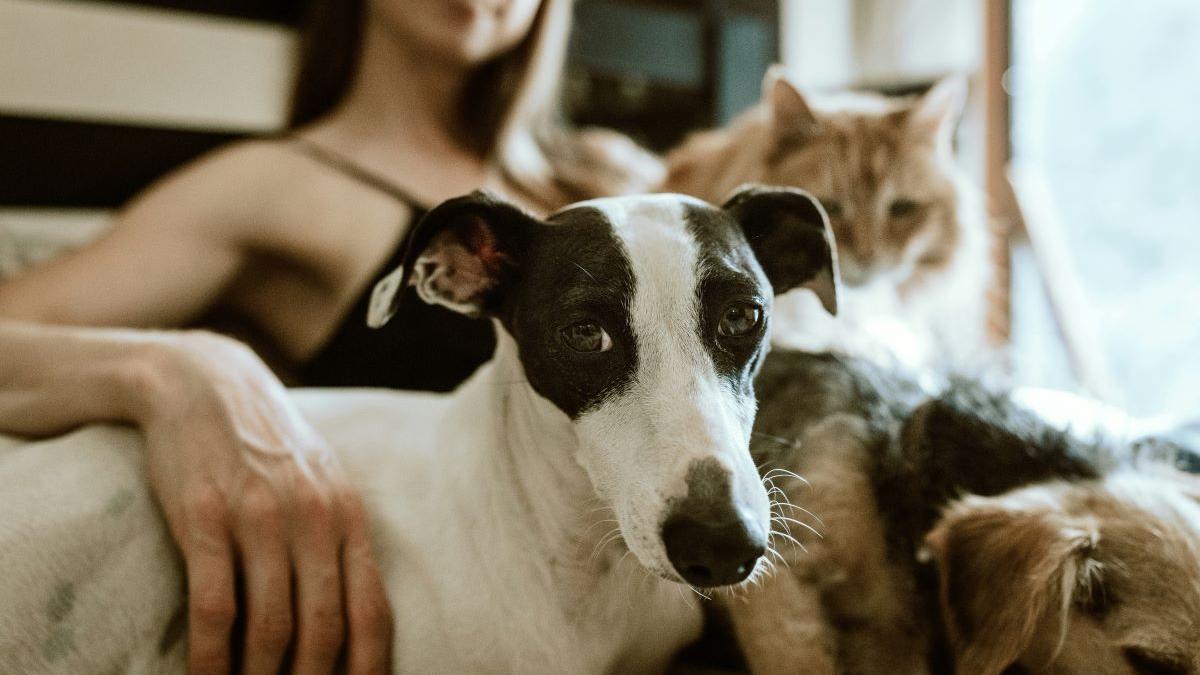 Animale de companie potrivite pentru fiecare zodie: Descoperă partenerul ideal pentru tine