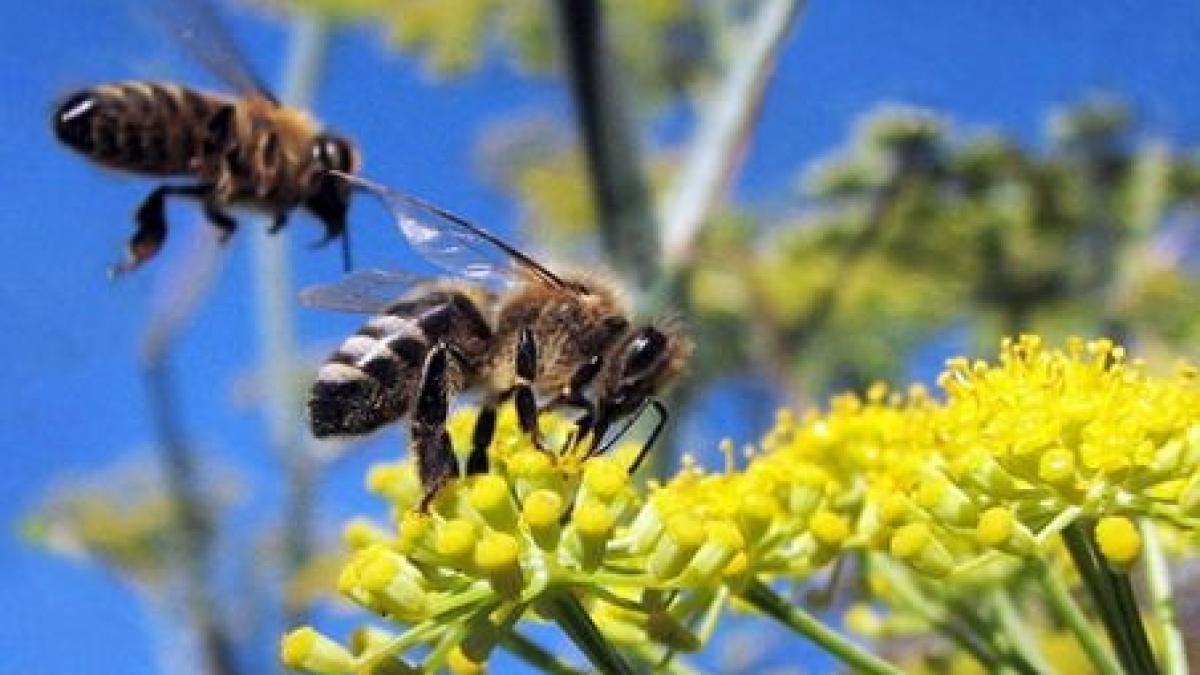 Descoperire majoră: Ce provoacă alergia la veninul de albine?