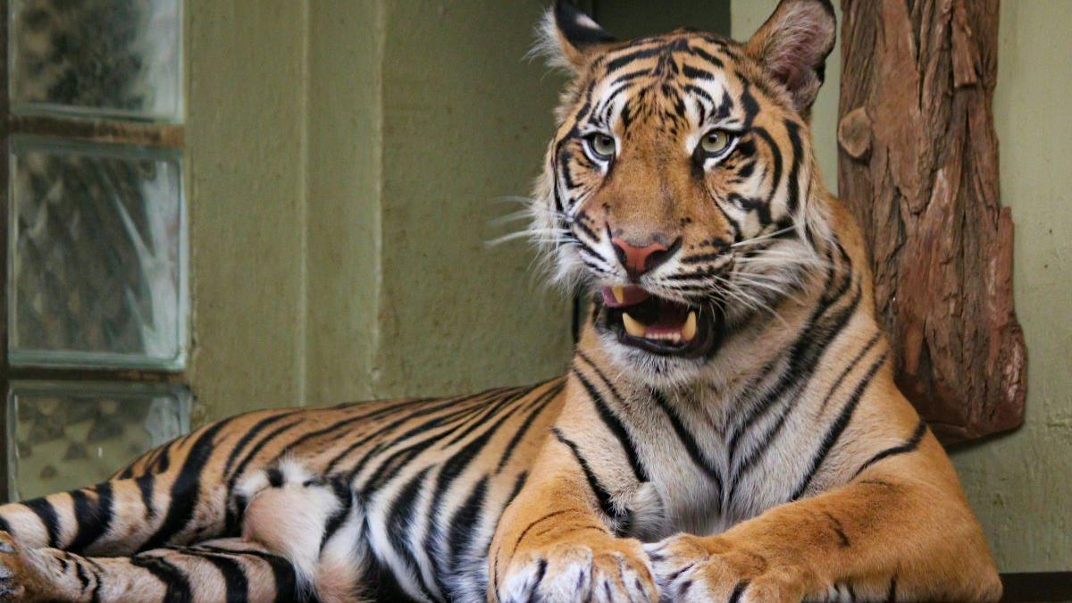 Trei pui de tigru bengalez, descoperiți într-un parc național din Thailanda