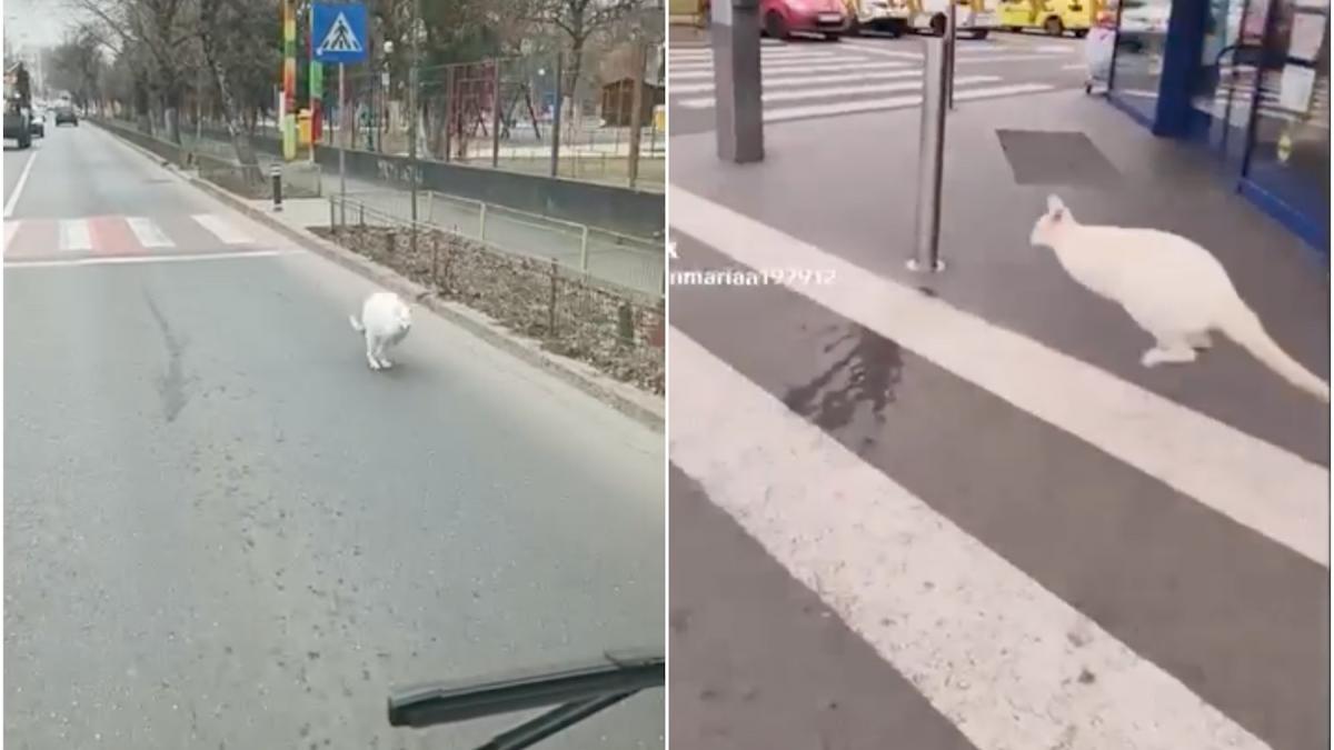 Cangur alb, surprins țopăind pe străzile din Sectorul 5. Animalul aparține lui Nuțu Cămătaru