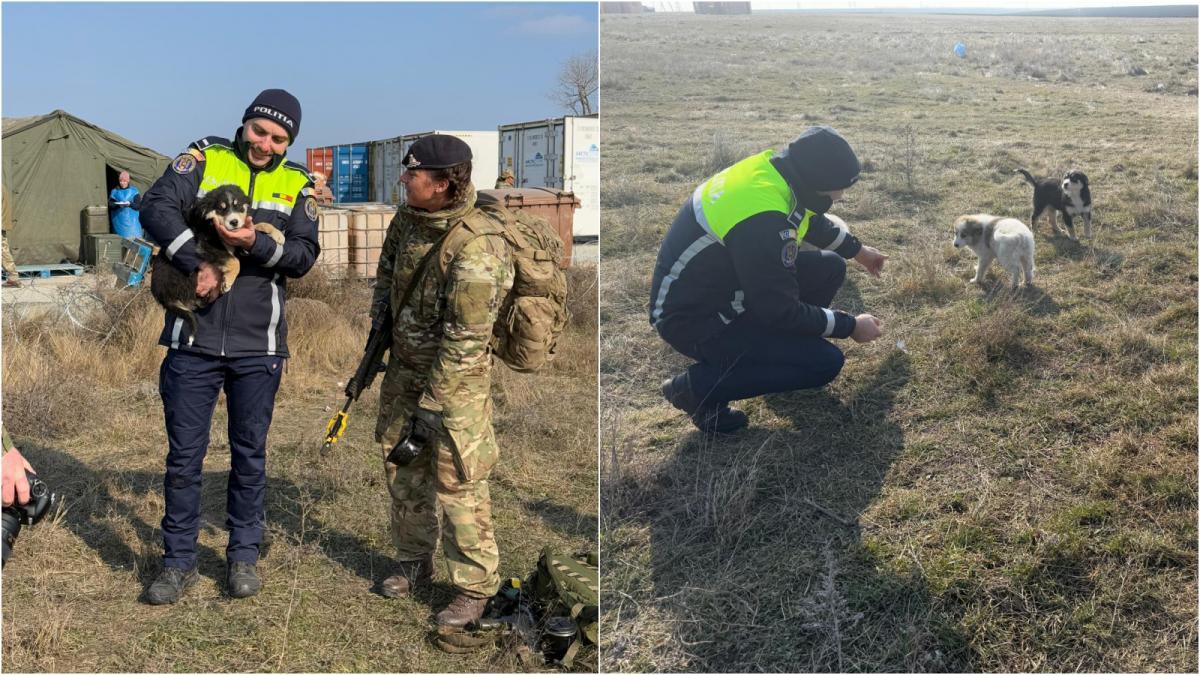 Patru căței salvați de un soldat britanic în timpul unui exercițiu militar la Smârdan