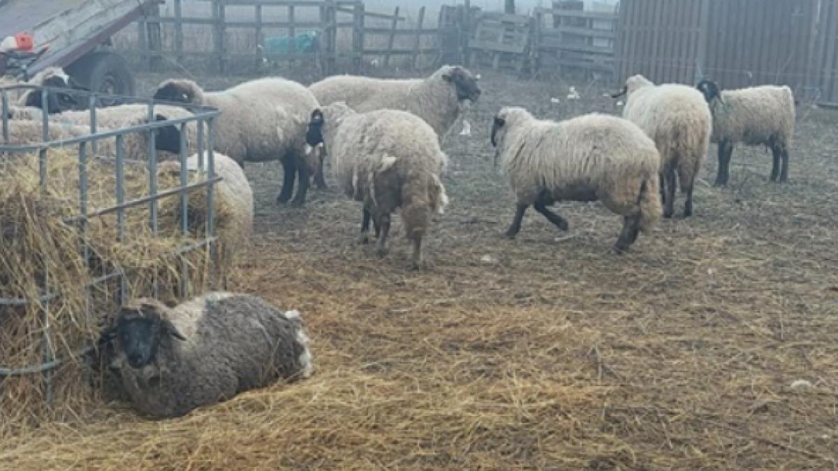 România poate relua exportul de ovine şi caprine către Regatul Arabiei Saudite