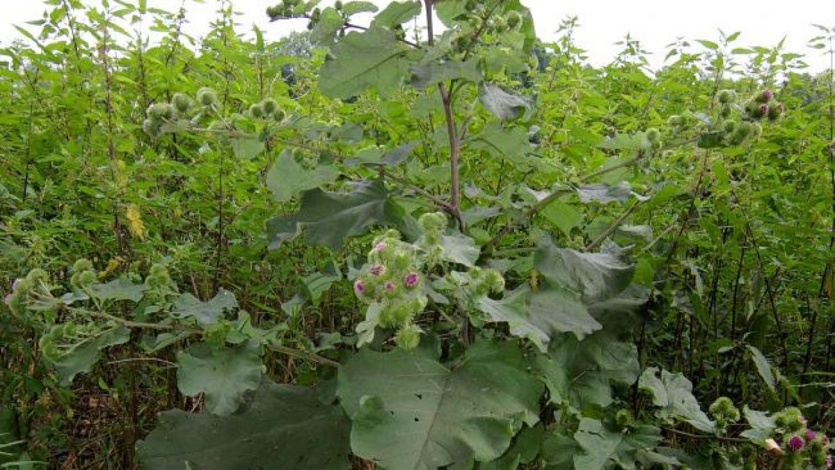 Planta care ajută la eliminarea toxinelor din organism