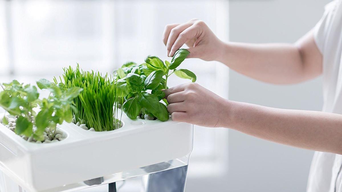 Plante de interior care te ajută să reduci umiditatea din casă