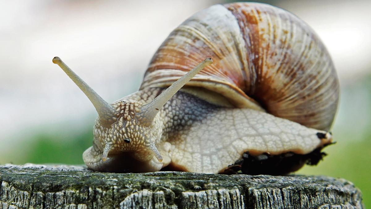 Ingredientele naturale care te ajută să scapi de melcii din grădina ta
