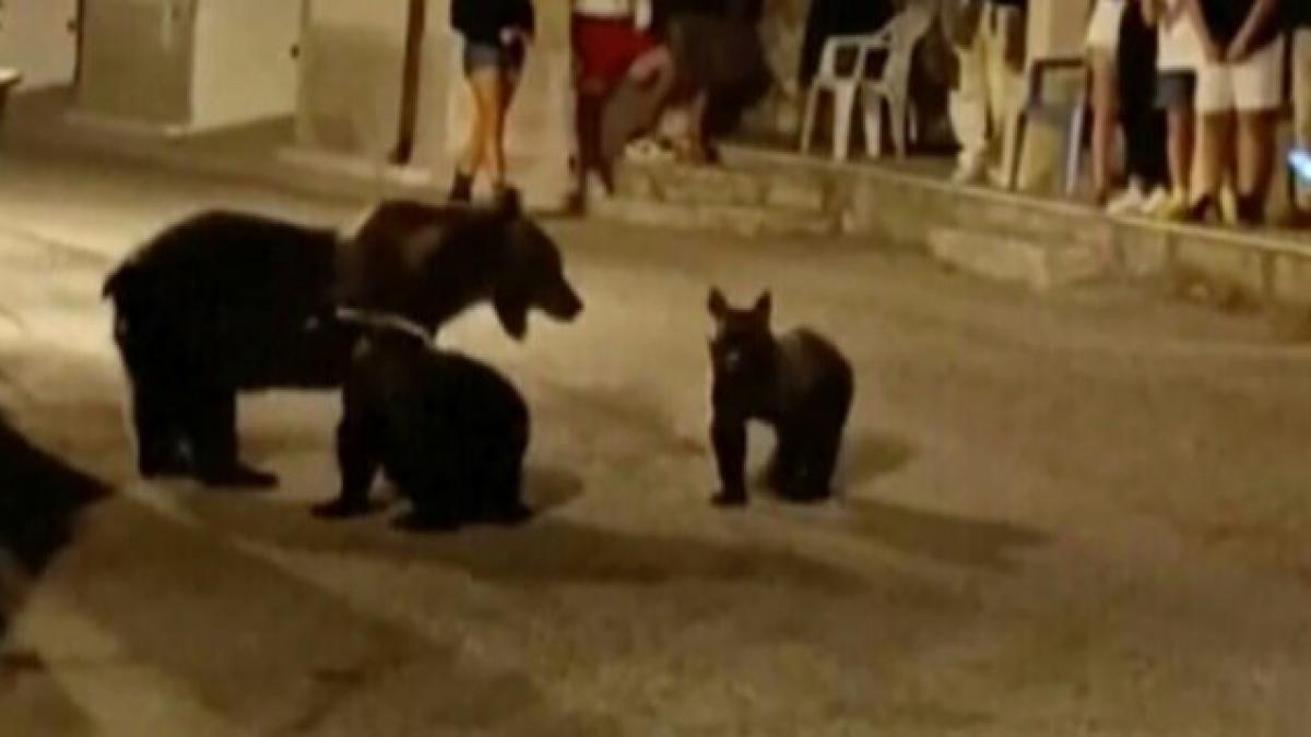 Alertă! Ursoaică cu doi pui semnalată într-o comună mureşeană!