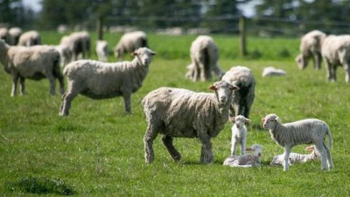 ANPC, verificări la o fermă cu peste 400 de oi și capre din Ilfov
