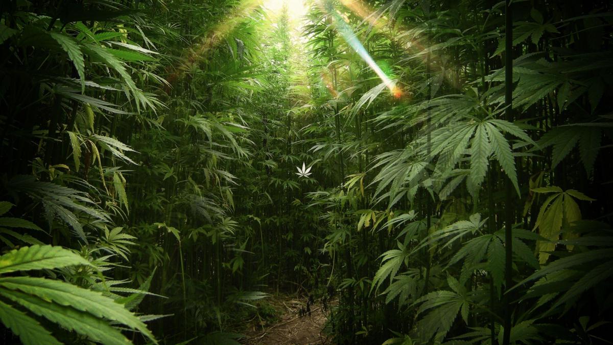 Marijuana - pericole și beneficii