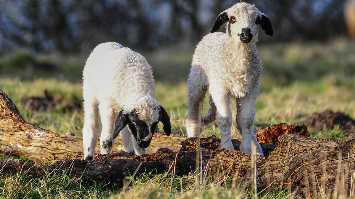 Mieii sunt căutați mai ales la export, pentru carnea lor fragedă și gustul natural