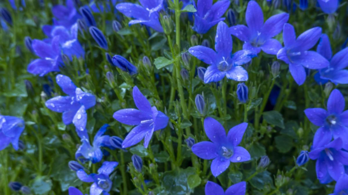 Campanula albastră: Clopoțeii care îți transformă grădina în 2025