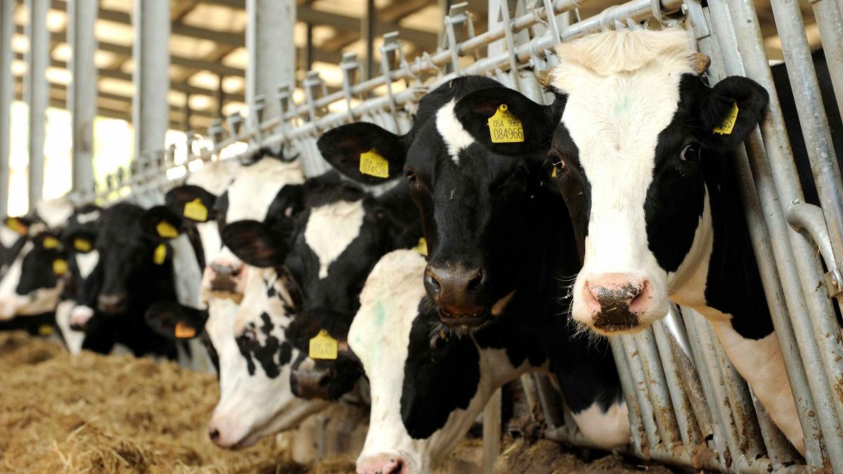 Epidemia care ne lasă fără lapte și carne