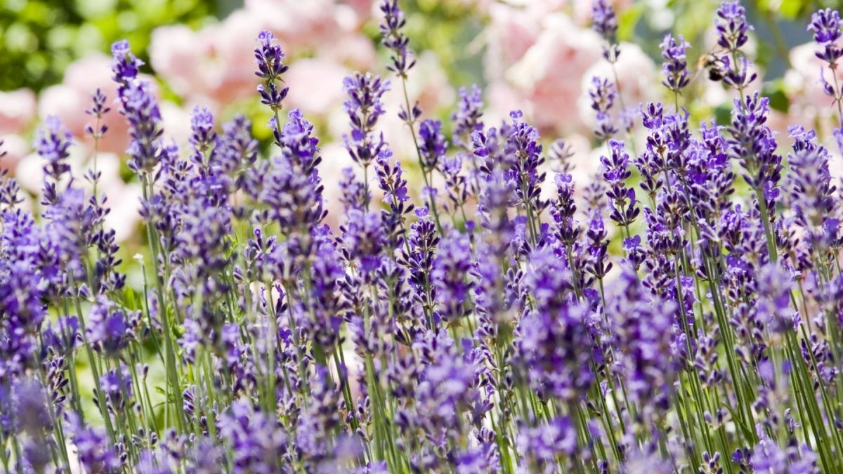 Sfaturi în grădină. 5 specii de flori pe care să le plantezi în luna mai