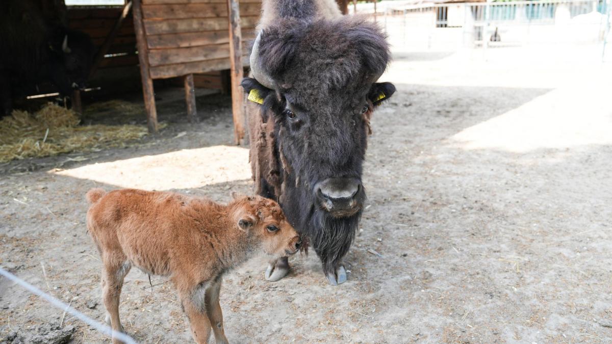 Un pui de bizon american, noul membru al Grădinii Zoologice Craiova