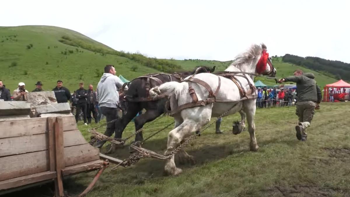 Concursurile de tracțiune cu cai vor fi interzise. Apare cazierul de protecție a animalelor