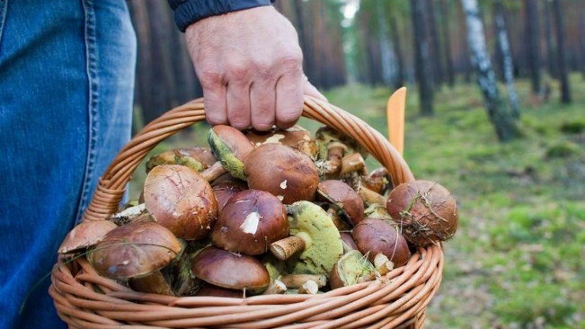 Sfaturi în bucătărie. Cum să păstrezi ciupercile pentru a nu se deteriora rapid