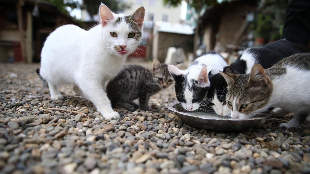 Două pisici abandonate pe o stradă din Slatina. Proprietarul, identificat și sancționat