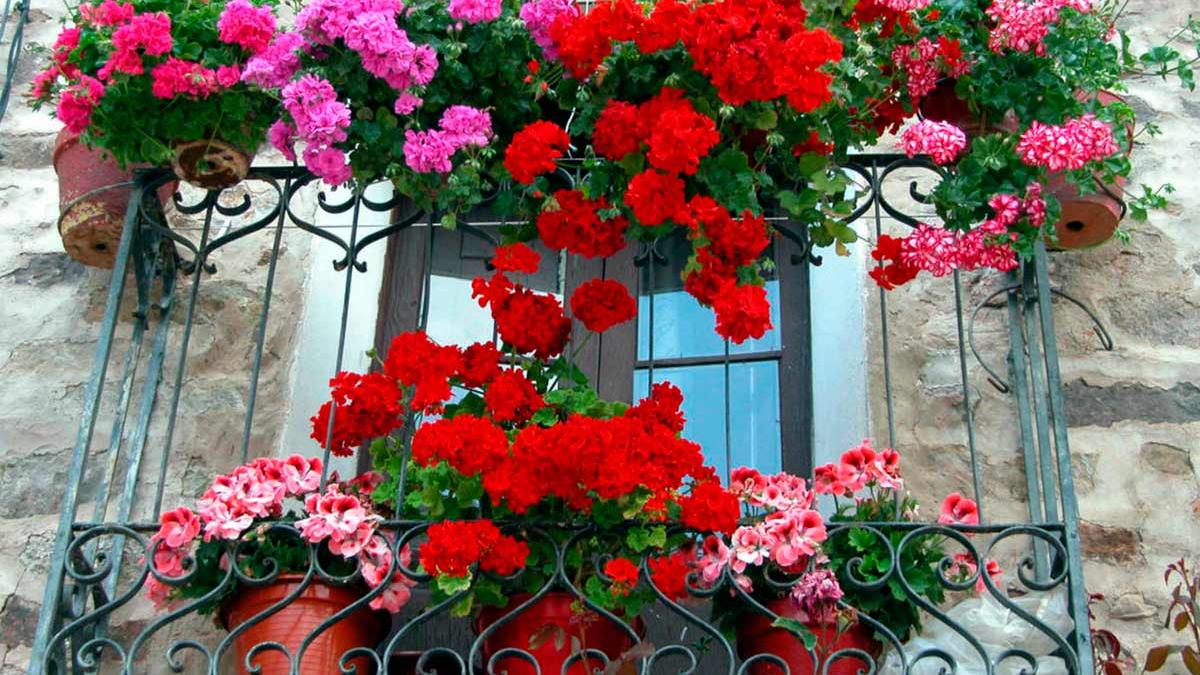 Mușcata, sensurile neștiute ale florii-ou