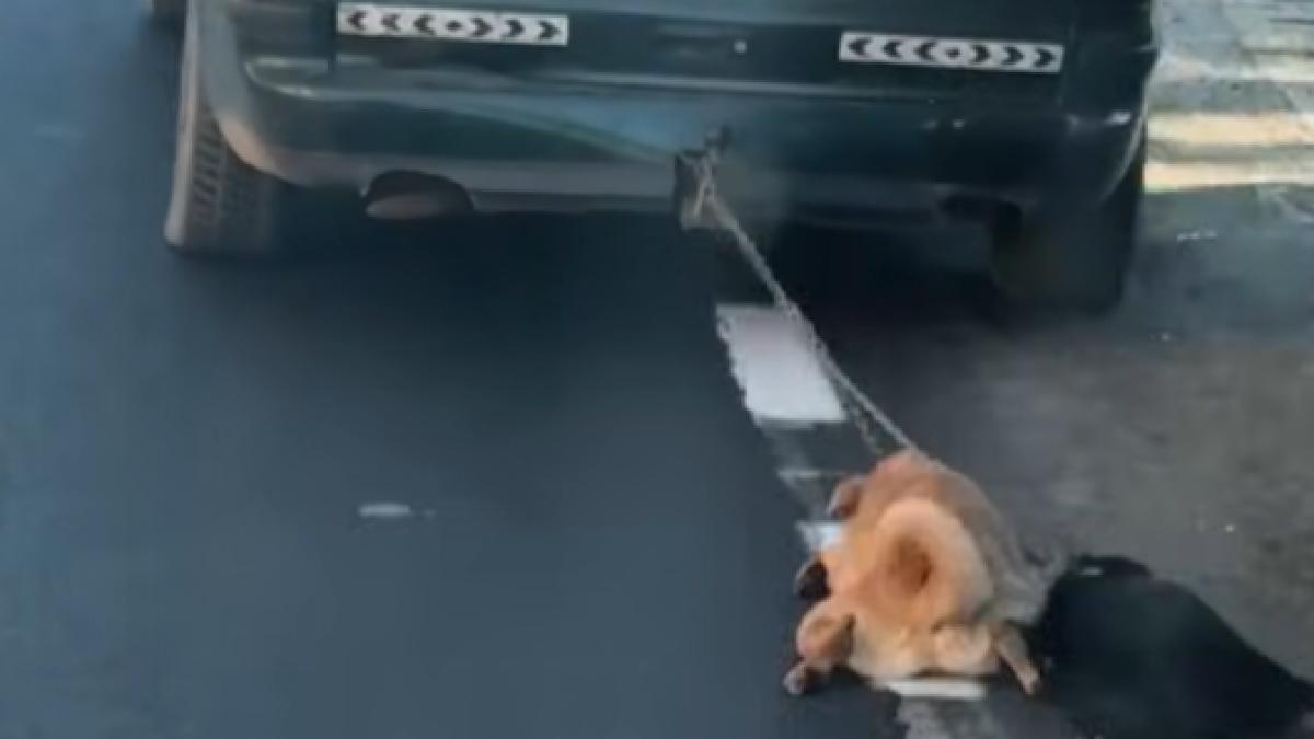 cruzime fara margini caini legati masina tarati drum maglavit dolj