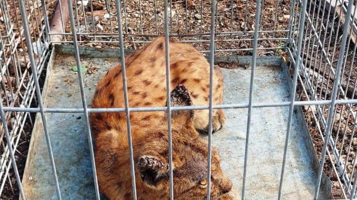 Râs prins în curtea unui localnic din Gorj, cu ajutorul jandarmilor montani