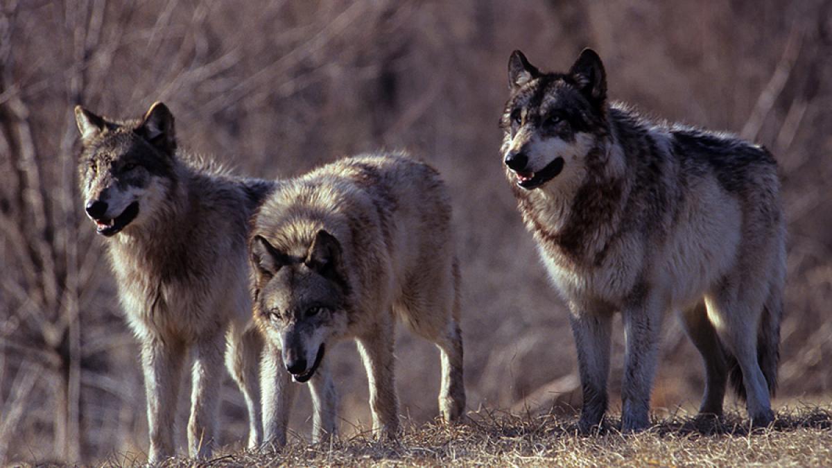 Ministerul Mediului a pus ochii pe despăgubirile pentru pagubele provocate de atacurile animalelor sălbatice