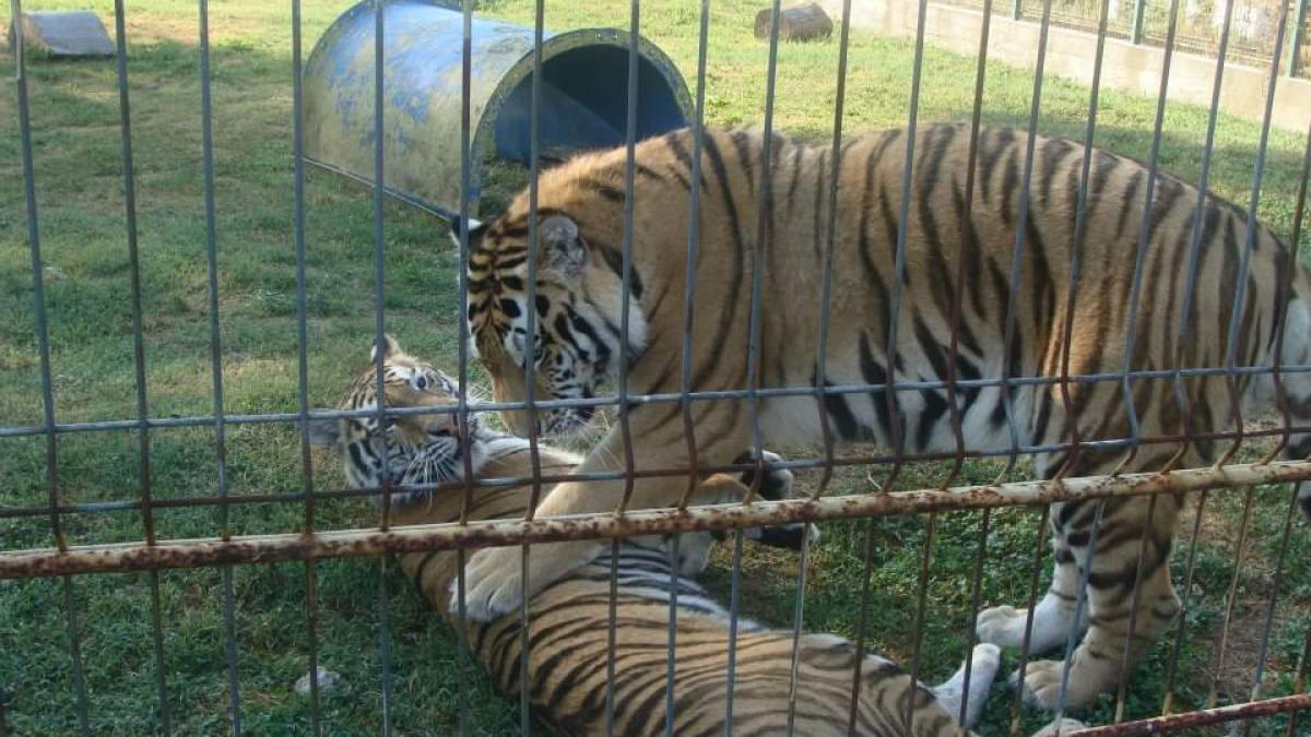 O grădină zoologică cere oamenilor să doneze animale de companie nedorite pentru a hrăni prădătorii