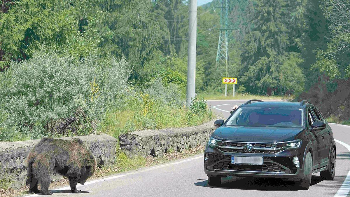 Brașovul, invadat de urși: 354 de alerte în primele 7 luni, peste nivelul întregului an 2024