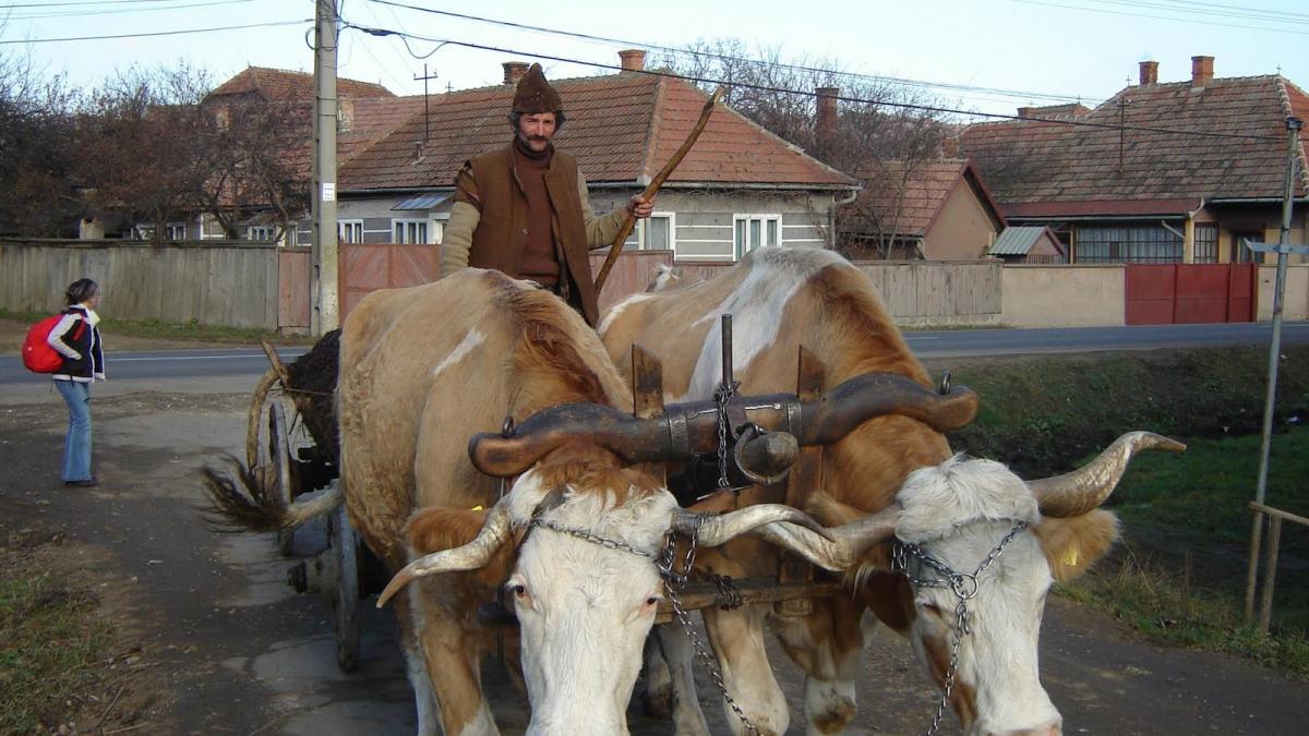 Cum s-a opintit în limba română expresia „a se lăsa pe tânjală”