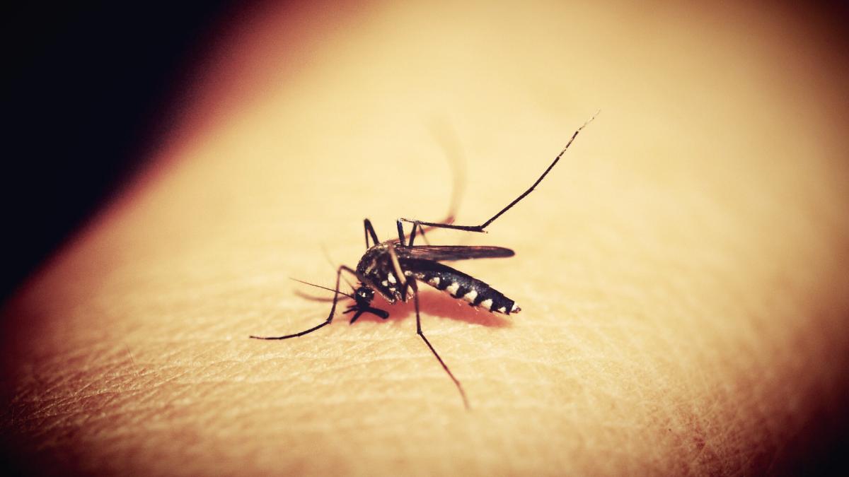 Alergia la înțepătura de țânțari. Simptome, riscuri și metode eficiente de calmare