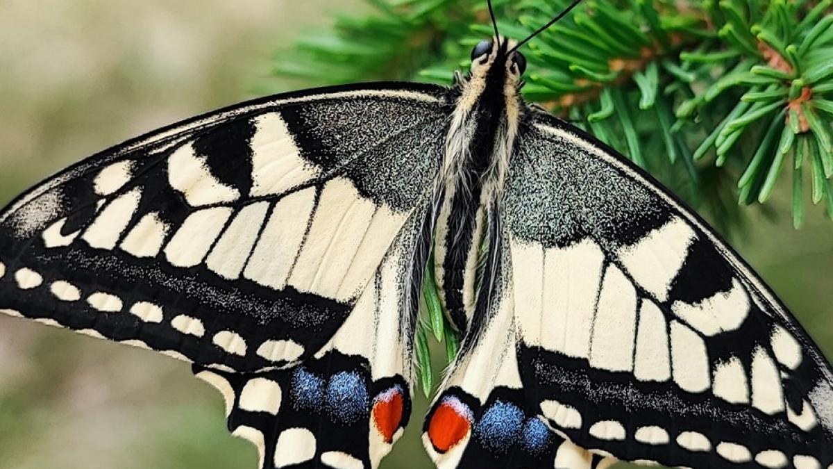 Fluturele „coada rândunicii”, specie periclitată în România, surprins în Munții Bucegi