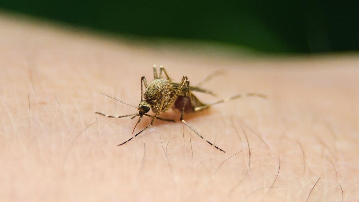 13 cazuri de infecție cu virusul West Nile în România: Cei mai afectați sunt vârstnicii